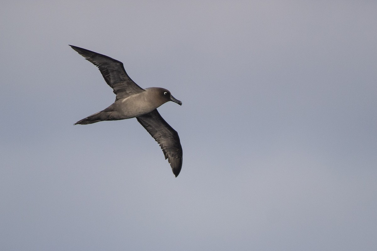 image Light-mantled Sooty Albatross